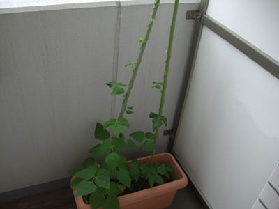 全体