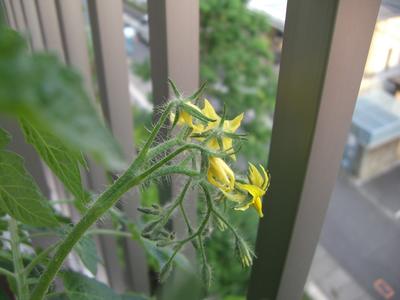 トマトの花